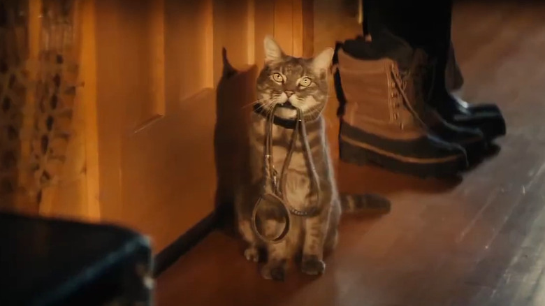Cat holding collar